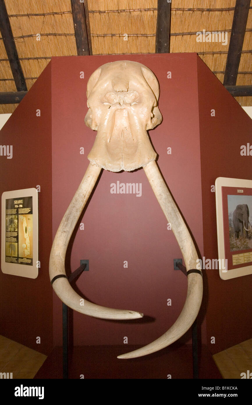 Magnificient Stoßzähne des berühmten Tusker benannt Shawu im Elefanten-Museum bei Letaba, Kruger NP, South Africa. Stockfoto