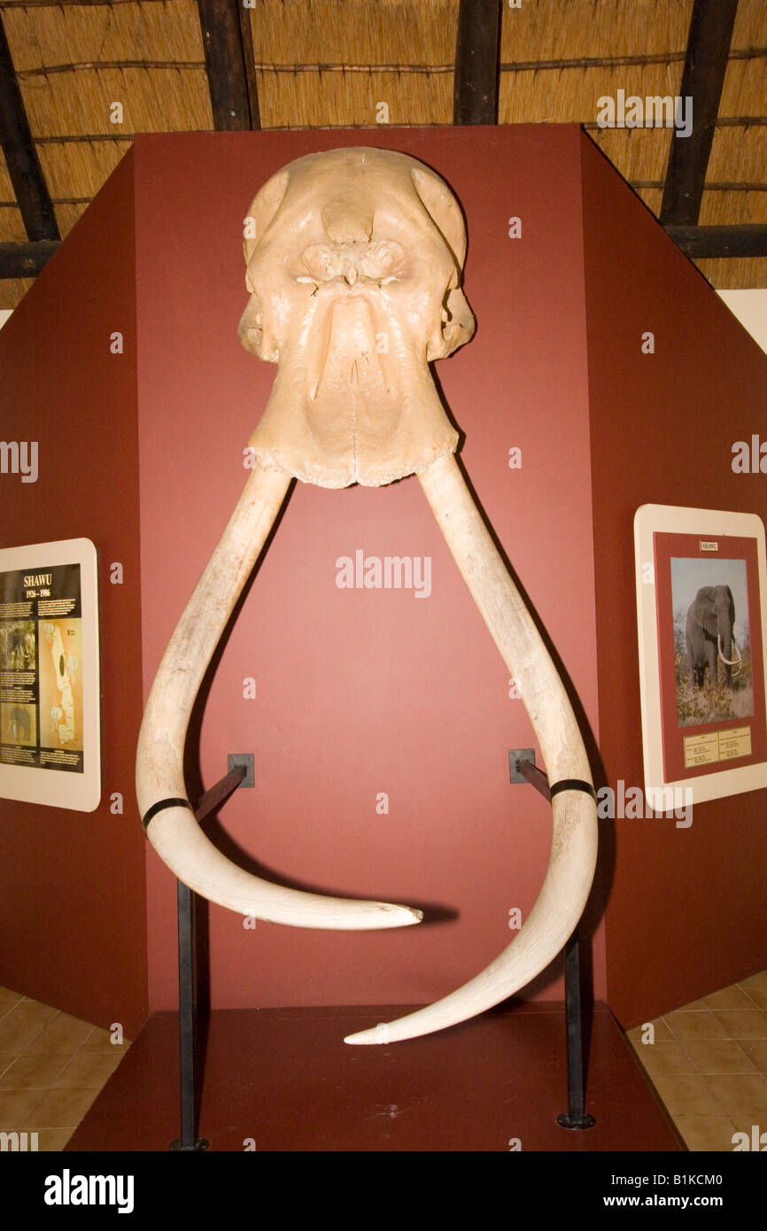 Magnificient Stoßzähne des berühmten Tusker benannt Shawu im Elefanten-Museum bei Letaba, Kruger NP, South Africa. Stockfoto