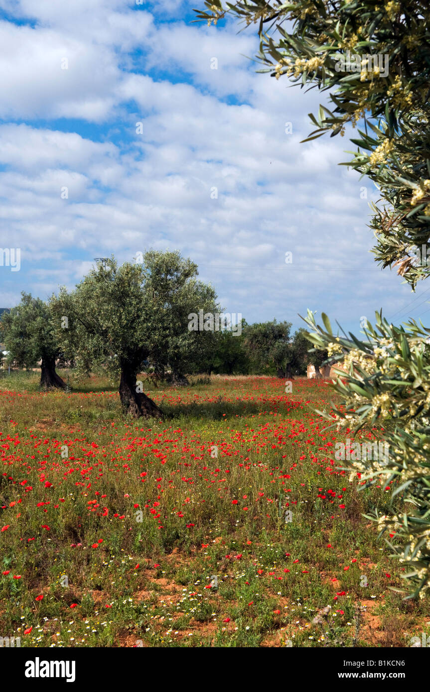 Wilder Mohn wächst in einem Olivenhain, Spanien. Stockfoto