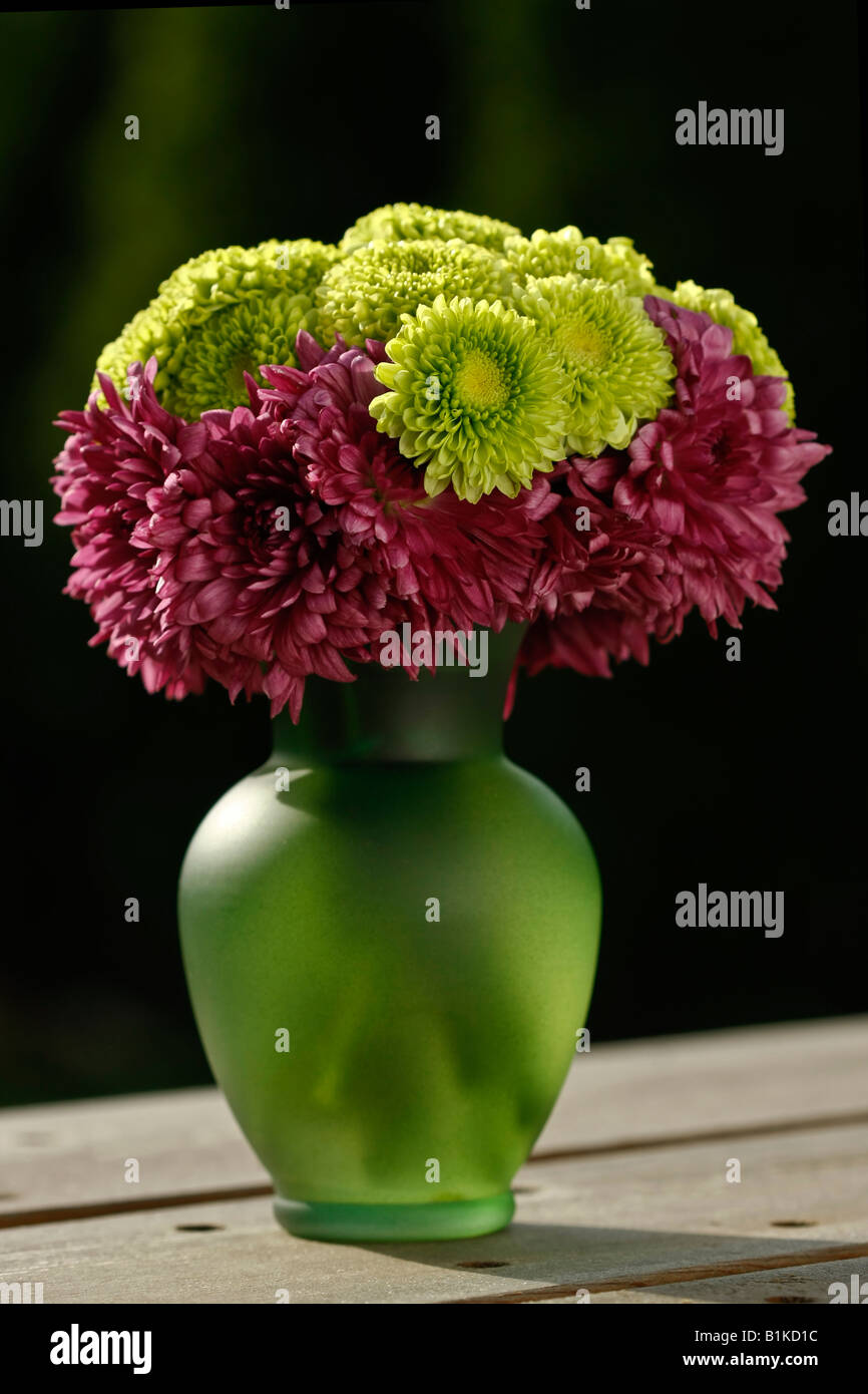 Chrysanthemen Blumen in der Vase auf grünem unscharfen Hintergrund isoliert Ausschnitt ausschneiden, niemand Nein, nicht Menschen Stockfoto