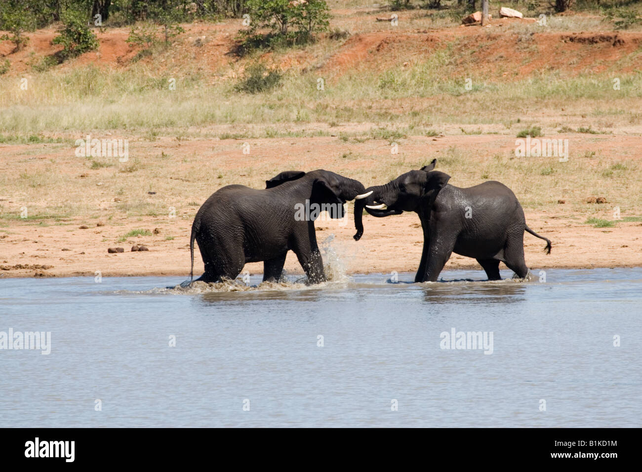 Afrikanischer Elefant Jungbullen kämpfen in einem mock Kampf um die Vorherrschaft von der Sable verstecken sich in Kruger NP, Südafrika betrachtet. Stockfoto