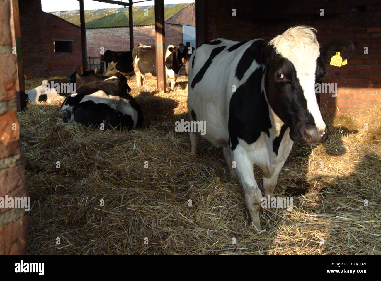 Kühe in einer Scheune Stockfoto