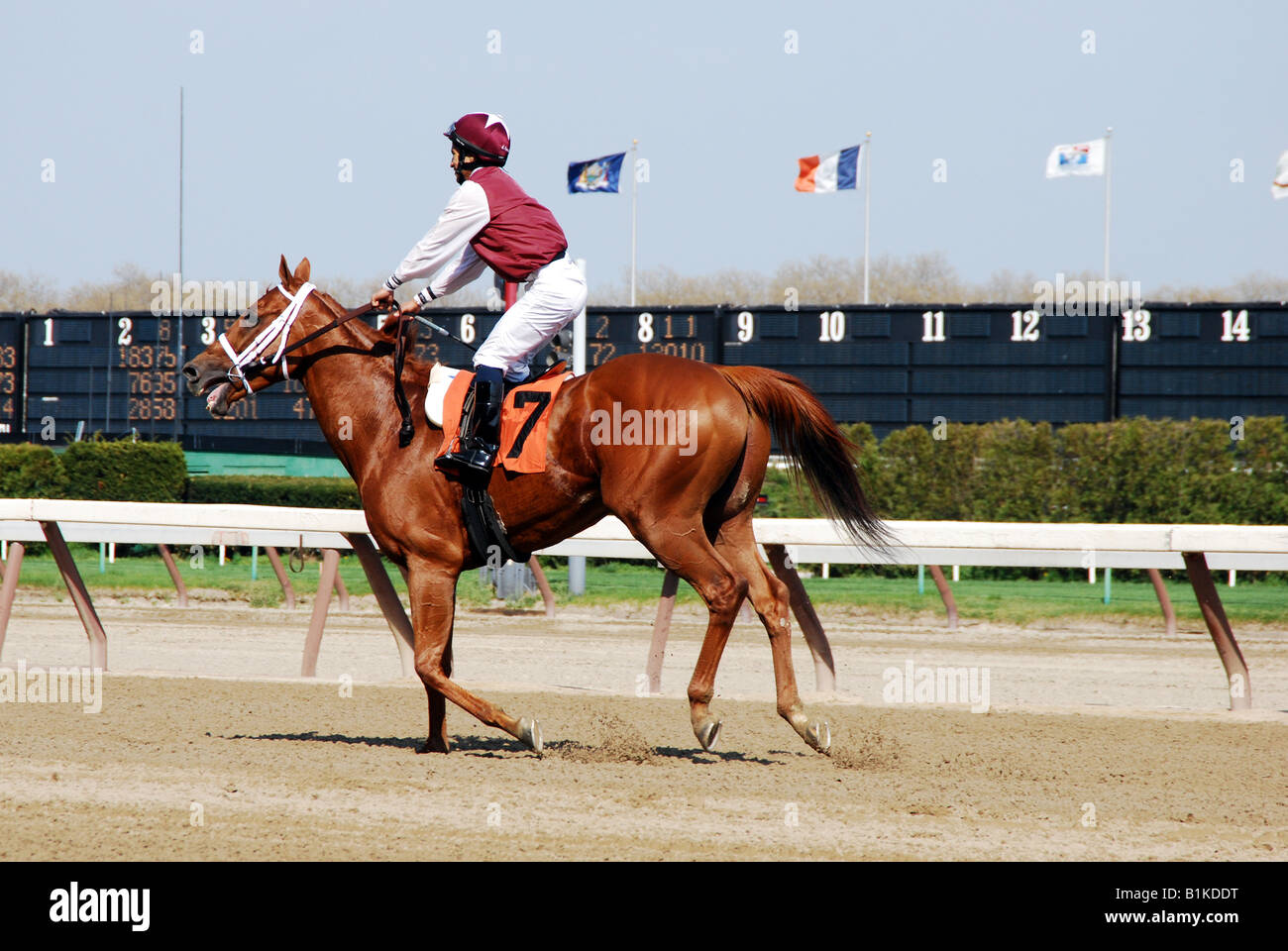 Rennpferd und jockey Stockfoto