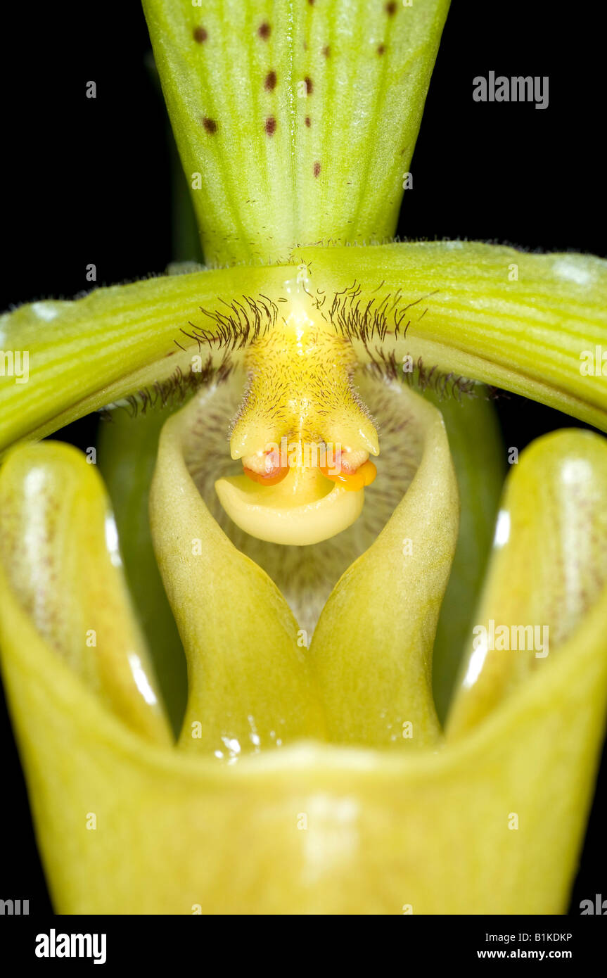 Nahaufnahme einer gelben Slipper Orchidee Blume (Paphiopedilum) Stockfoto