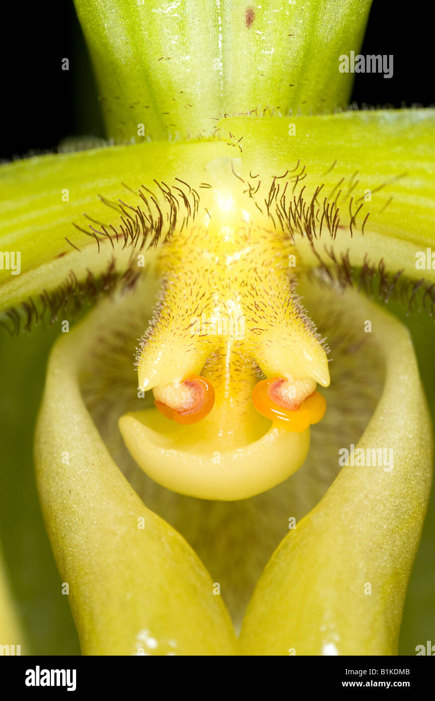 Nahaufnahme einer gelben Slipper Orchidee Blume (Paphiopedilum) Stockfoto