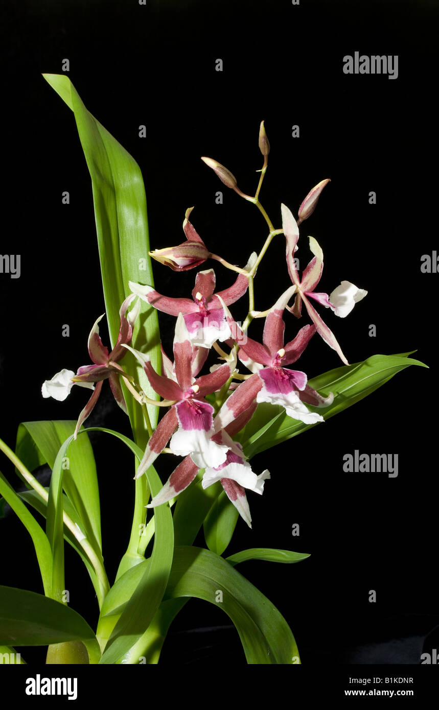 Cambria (Vuylstekeara) Orchidee in voller Blüte Stockfoto