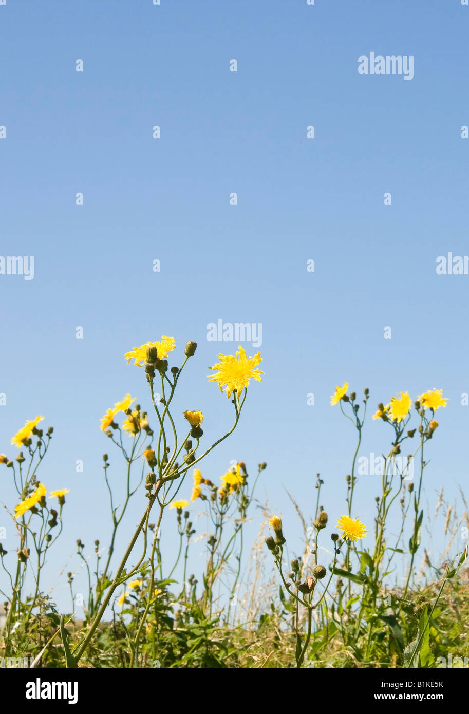 Gelbe Wildblumen Smooth Hawksbeard Crepis Capillaris vor einem blauen Himmel in der Sonne Stockfoto
