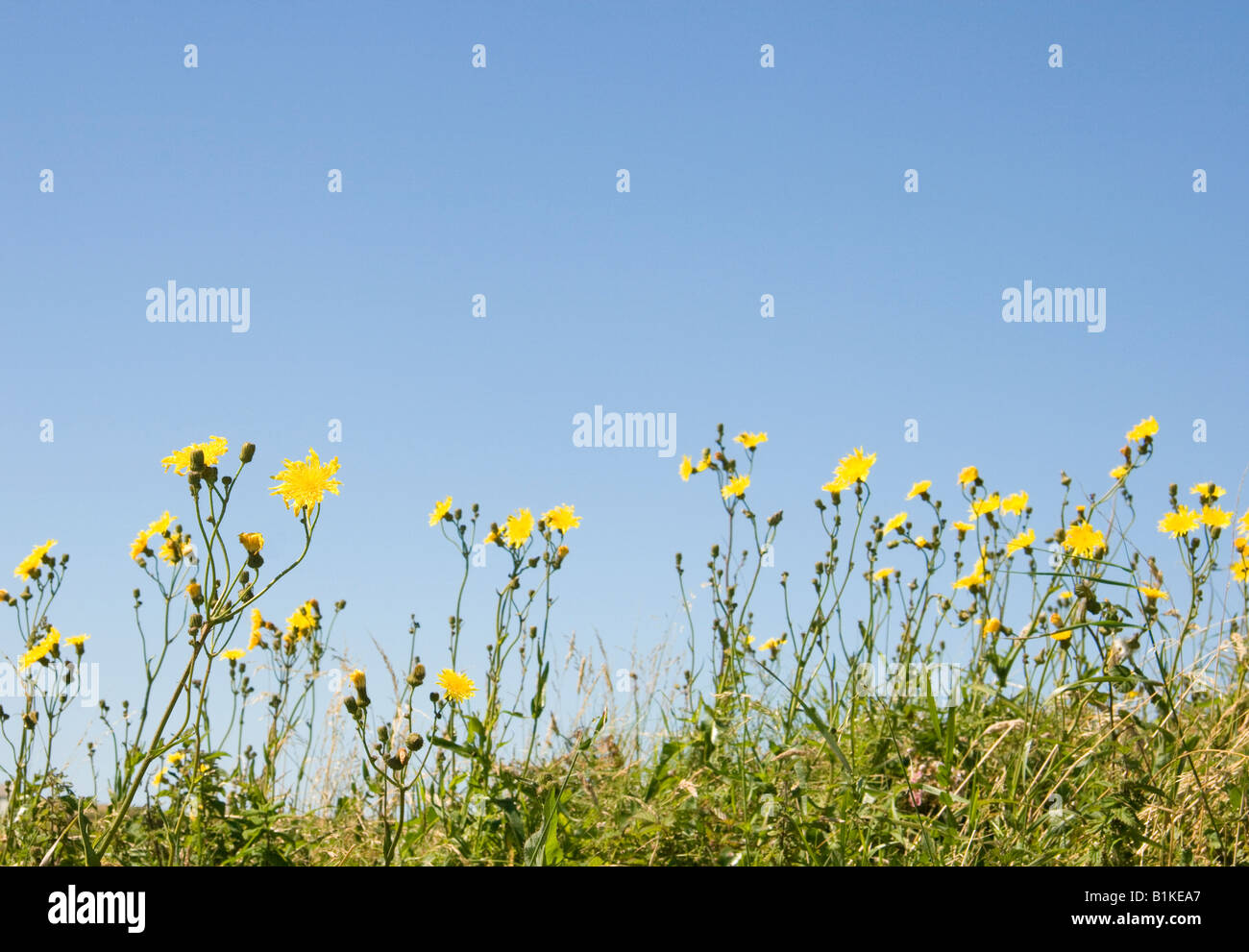 Gelbe Wildblumen Smooth Hawksbeard Crepis Capillaris vor einem blauen Himmel in der Sonne Stockfoto