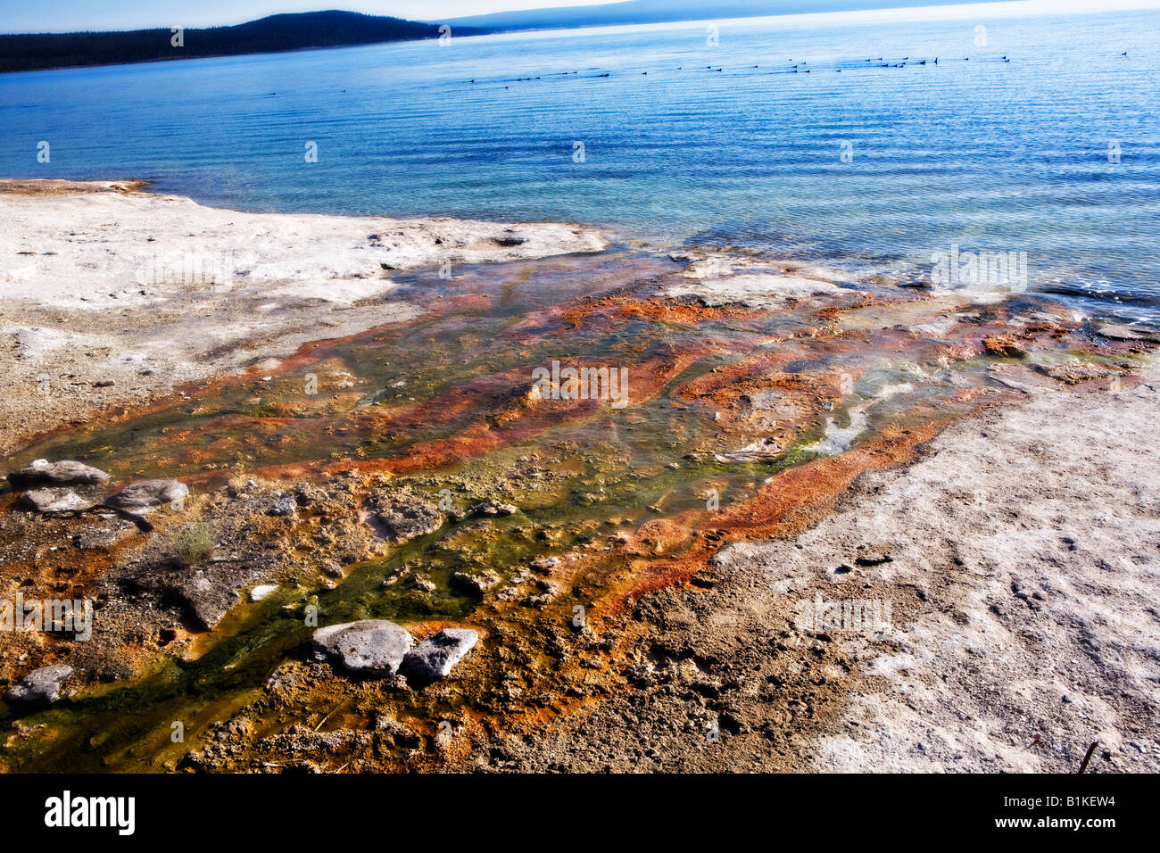 Bild des orange farbigen Eisenoxid und mikrobielle Matten mit Wasser läuft durch sie in Yellowstone Lake Stockfoto