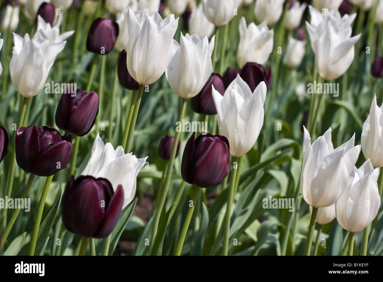 Draufsicht der Blumenwiese mit Tulpen Liliaceae ausdauernde weiße schwarze Blumen Frühjahrs Vollbild Hintergrundbild in den USA USA Hi-res Stockfoto