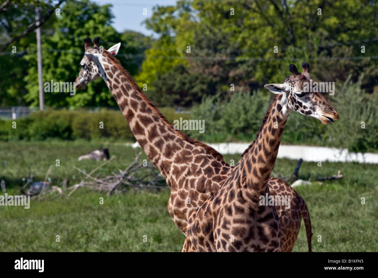 Zwei Masai Giraffen ZOO Toledo Ohio USA USA niemand wilde Tiere Stockfoto