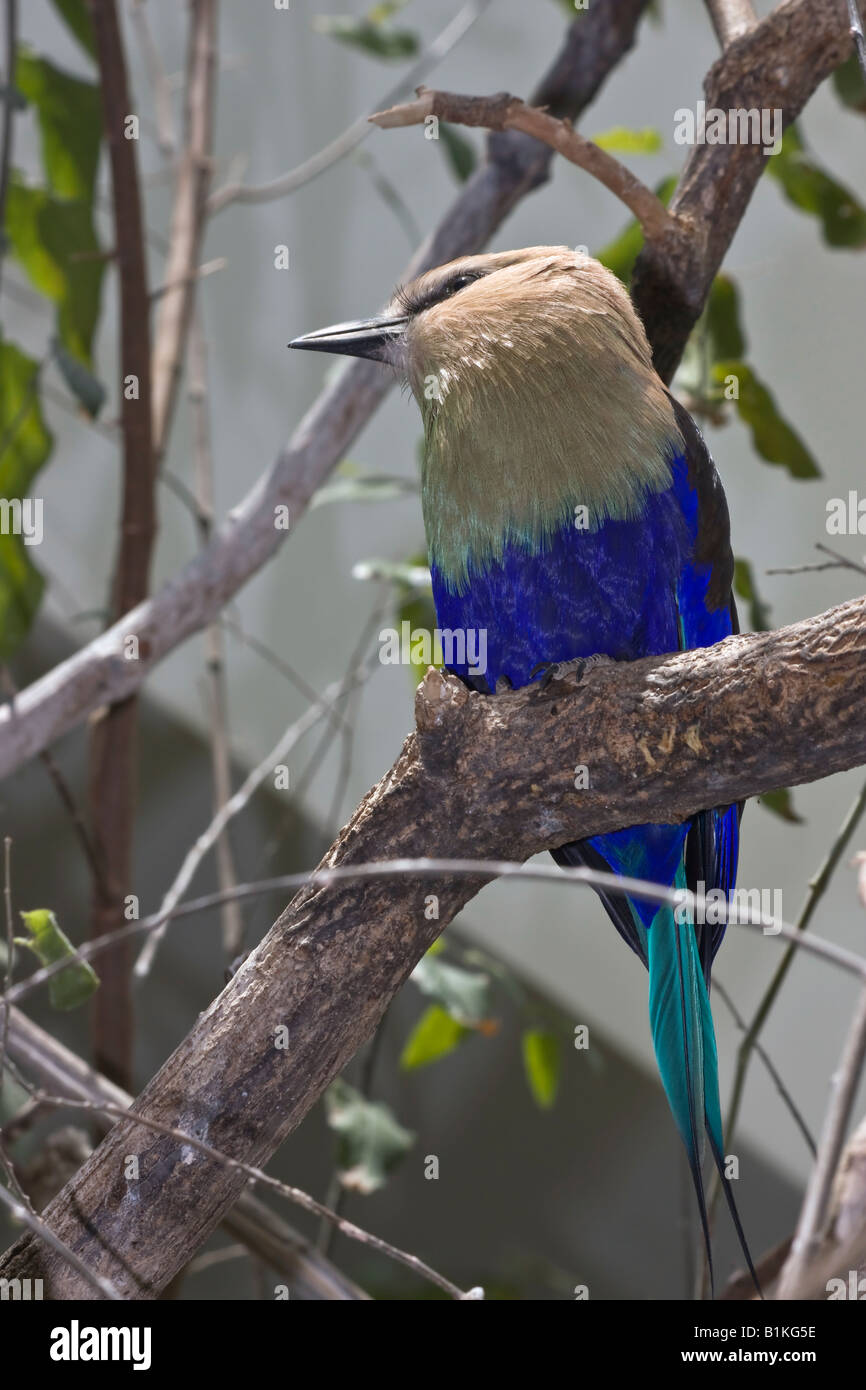 Blaubauchiger Roller Coracias Cyanogaster-Vogel, der draußen auf einem Zweig sitzt, Nahaufnahme von vorne niemand exotischen Vogel, der vertikale Hi-res beobachtet Stockfoto