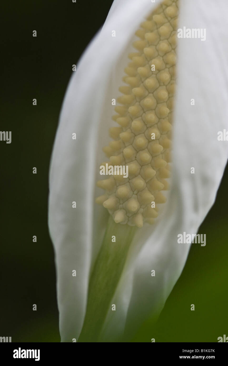 Weißes Spathiphyllum Peace Lily wallisii Detail einer Blume verschwommene Hintergrundbilder Bilder vertikales Format in den USA US Hi-res Stockfoto