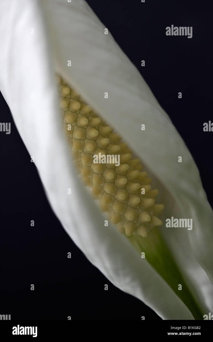 Weißes Spathiphyllum Peace Lily wallisii Detail einer Blume verschwommene Hintergrundbilder Bilder vertikales Format in den USA US Hi-res Stockfoto
