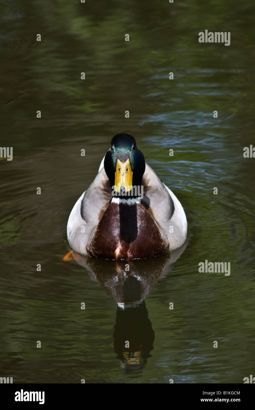 Drake Ente männlicher Vogel schwimmt auf dem Teich im Park USA USA von oben oben Nahaufnahme Vorderansicht Niemand vertikal Hi-res Stockfoto