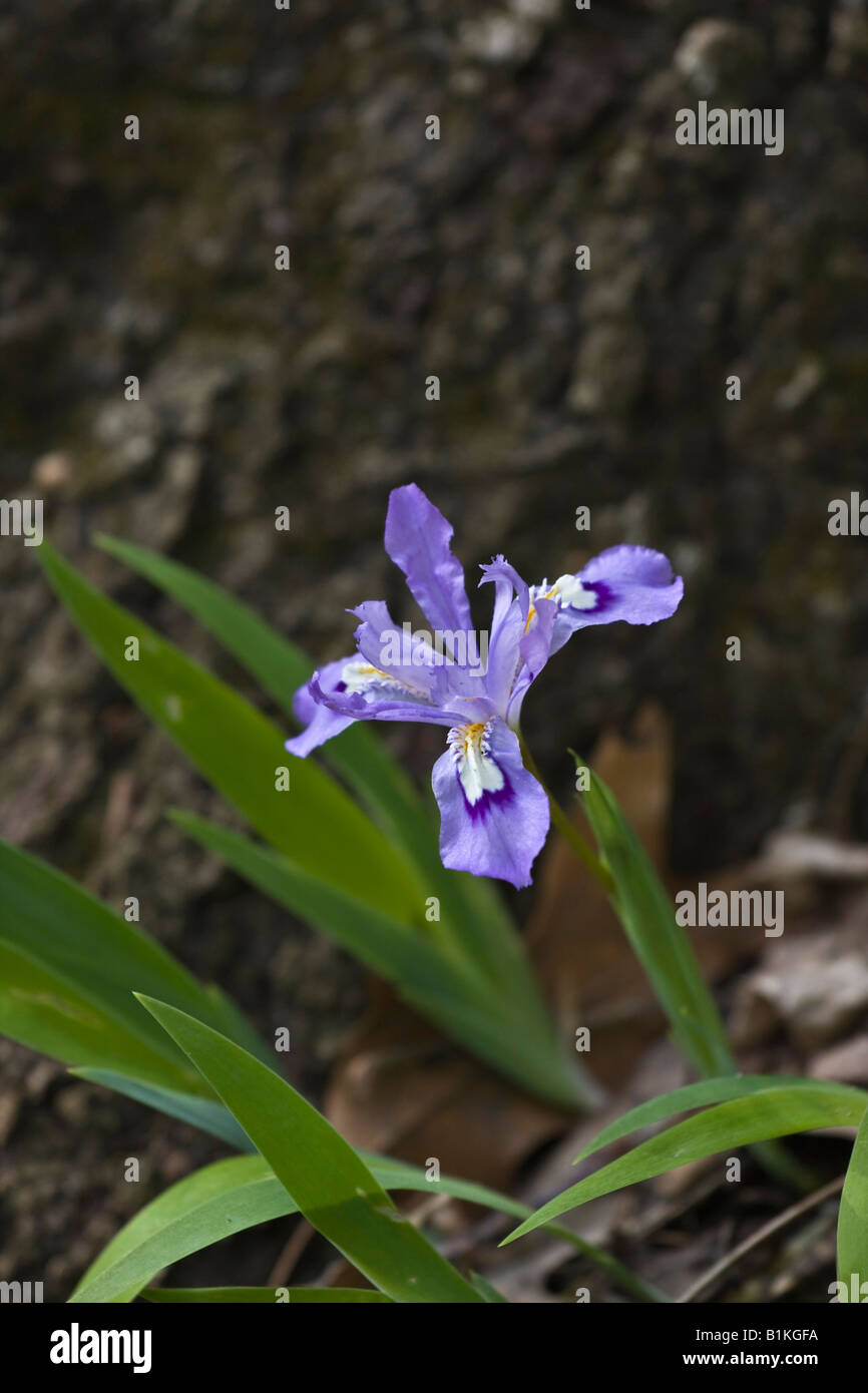 Iris cristata lila blau blühende Blumen Blumen künstlerische Flora American Park die Frühlingszeit ist endlich hier hoch Stockfoto