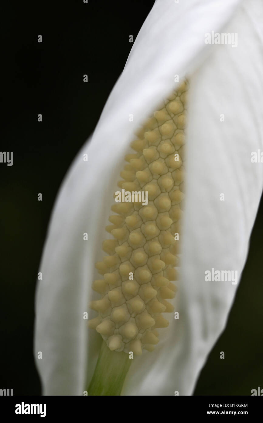 Weißes Spathiphyllum Frieden Lily wallisii Detail des Blumenkohauses auf schwarzem Hintergrund Nahaufnahme Detailanzeige niemand Hi-res Stockfoto