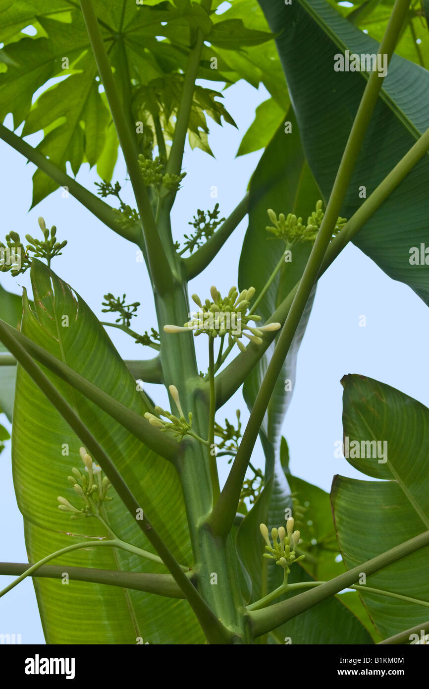 Papaya Carica Papaya männliche Blüten Stockfoto