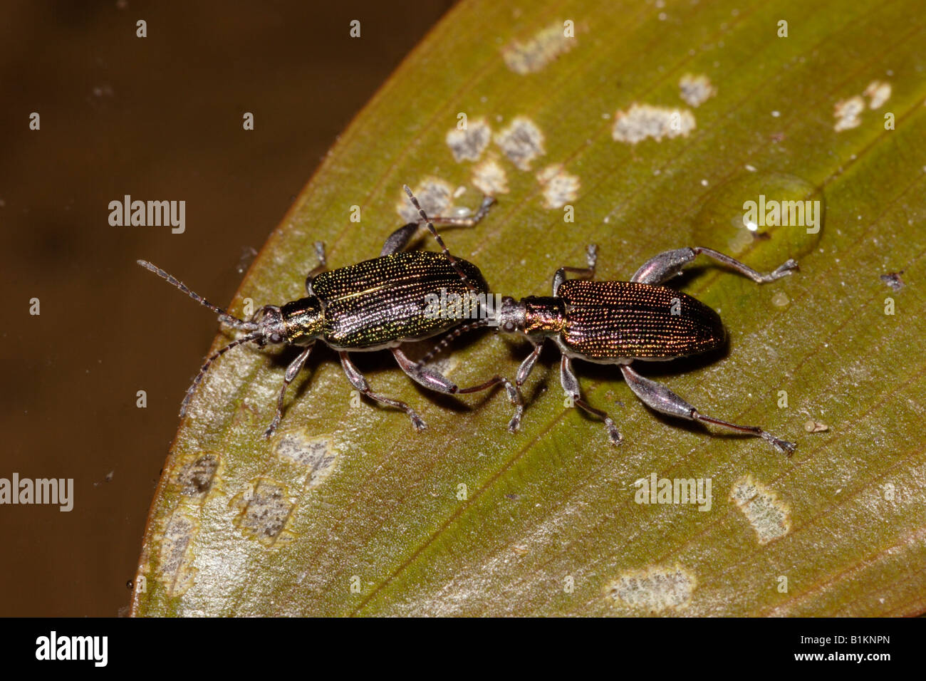 Blatt Käfer wie Versicolorea Crysomelidae Männchen rechts in der Werbung der Weibchen auf linken Seite auf Laichkräuter UK Stockfoto