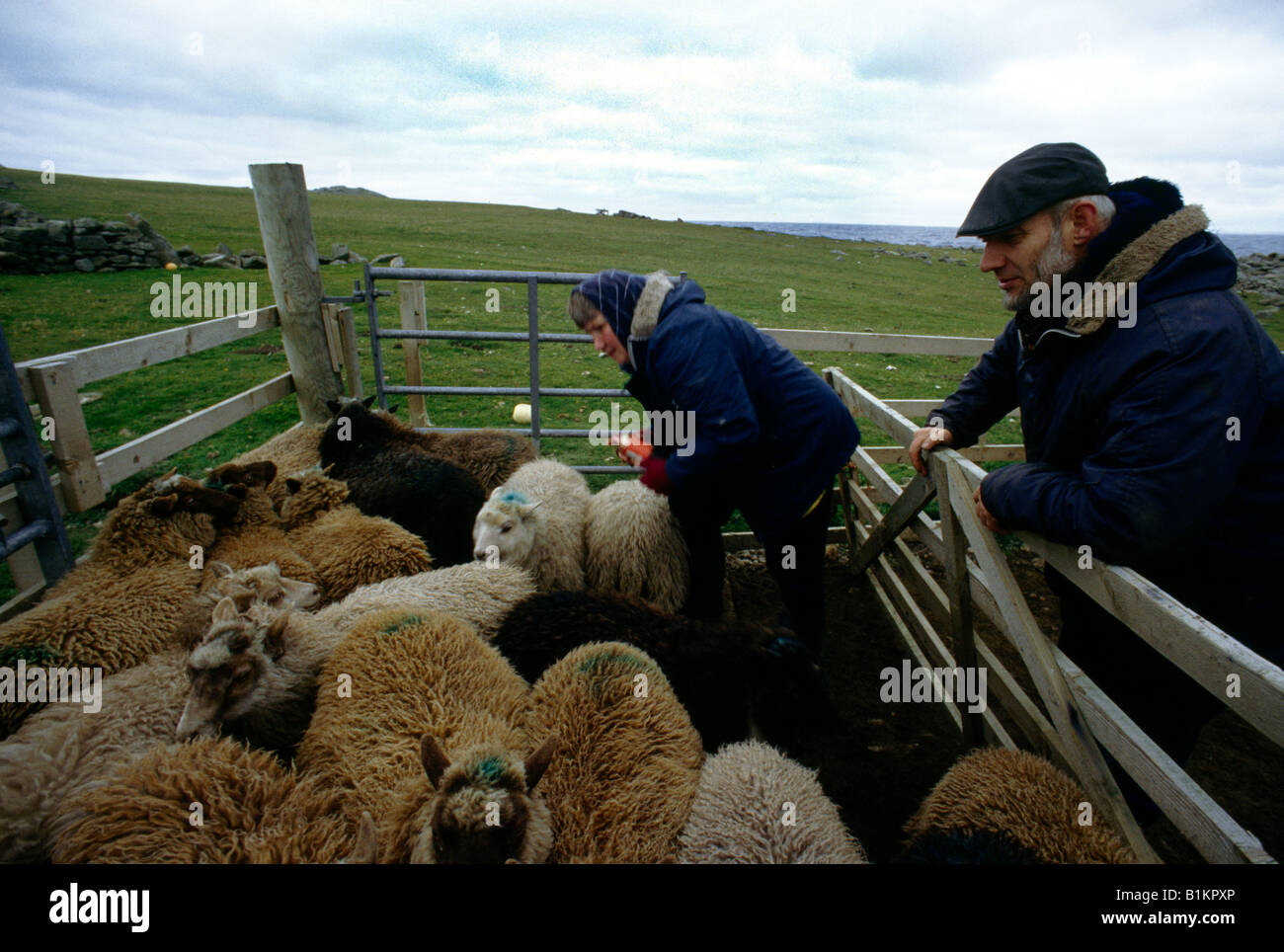 Foula Shetlands Schottland Isabella Aufrundung Schafe, Jährlinge zu trennen Stockfoto