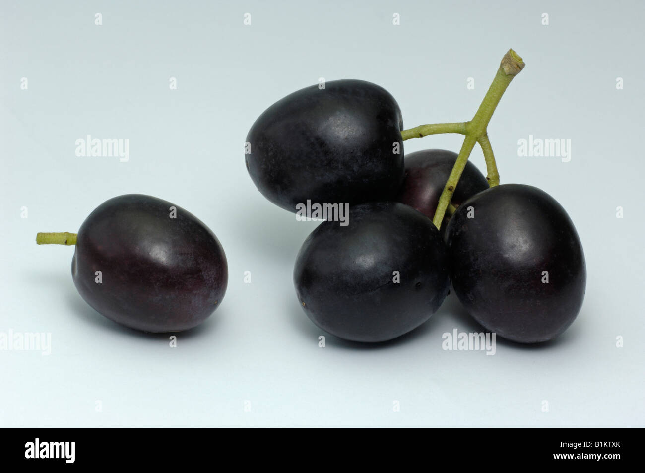 Schwarzer olivenbaum -Fotos und -Bildmaterial in hoher Auflsung  Alamy