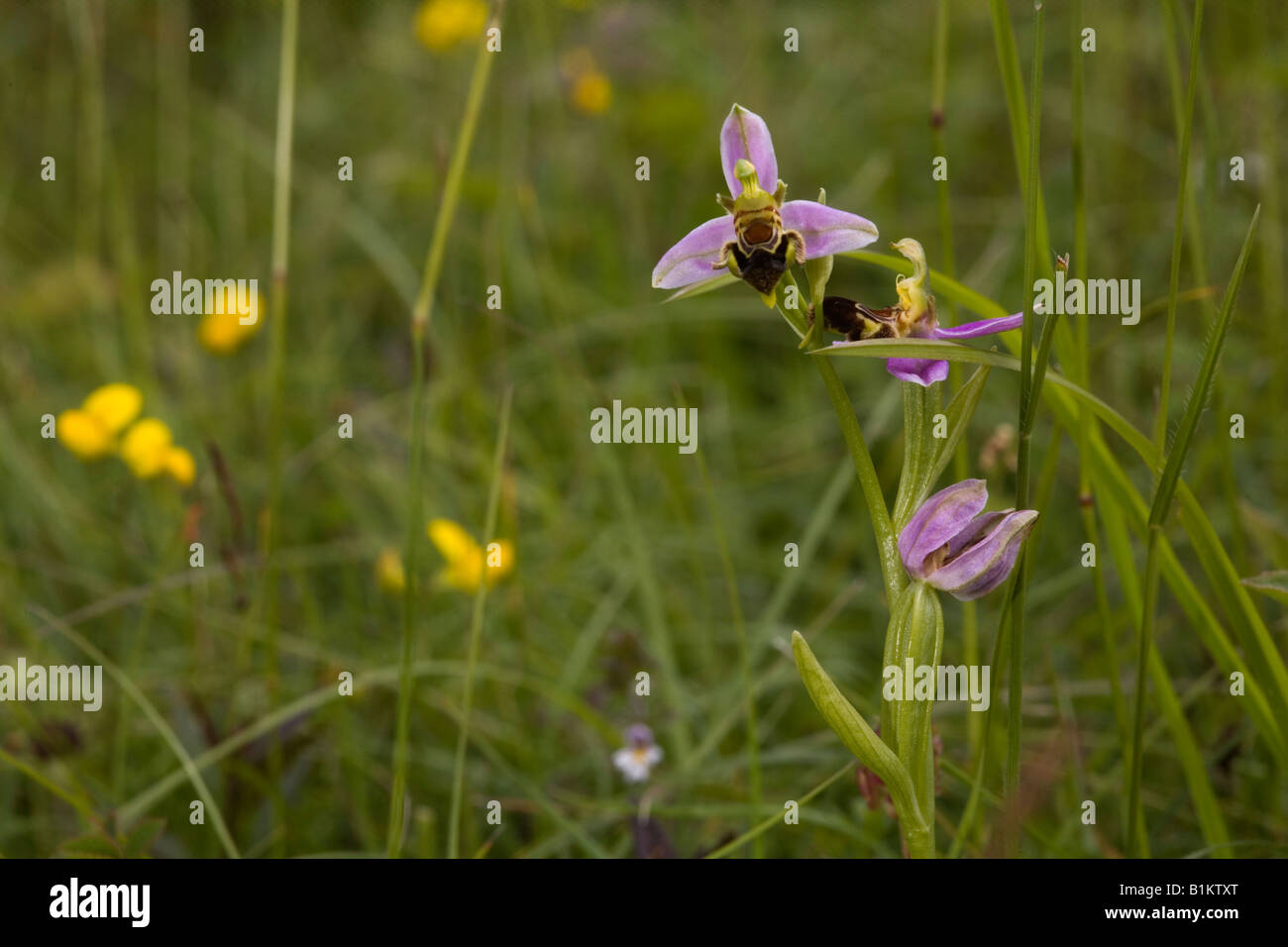 Biene Orchidee in Sevenoaks, Kent, UK Stockfoto