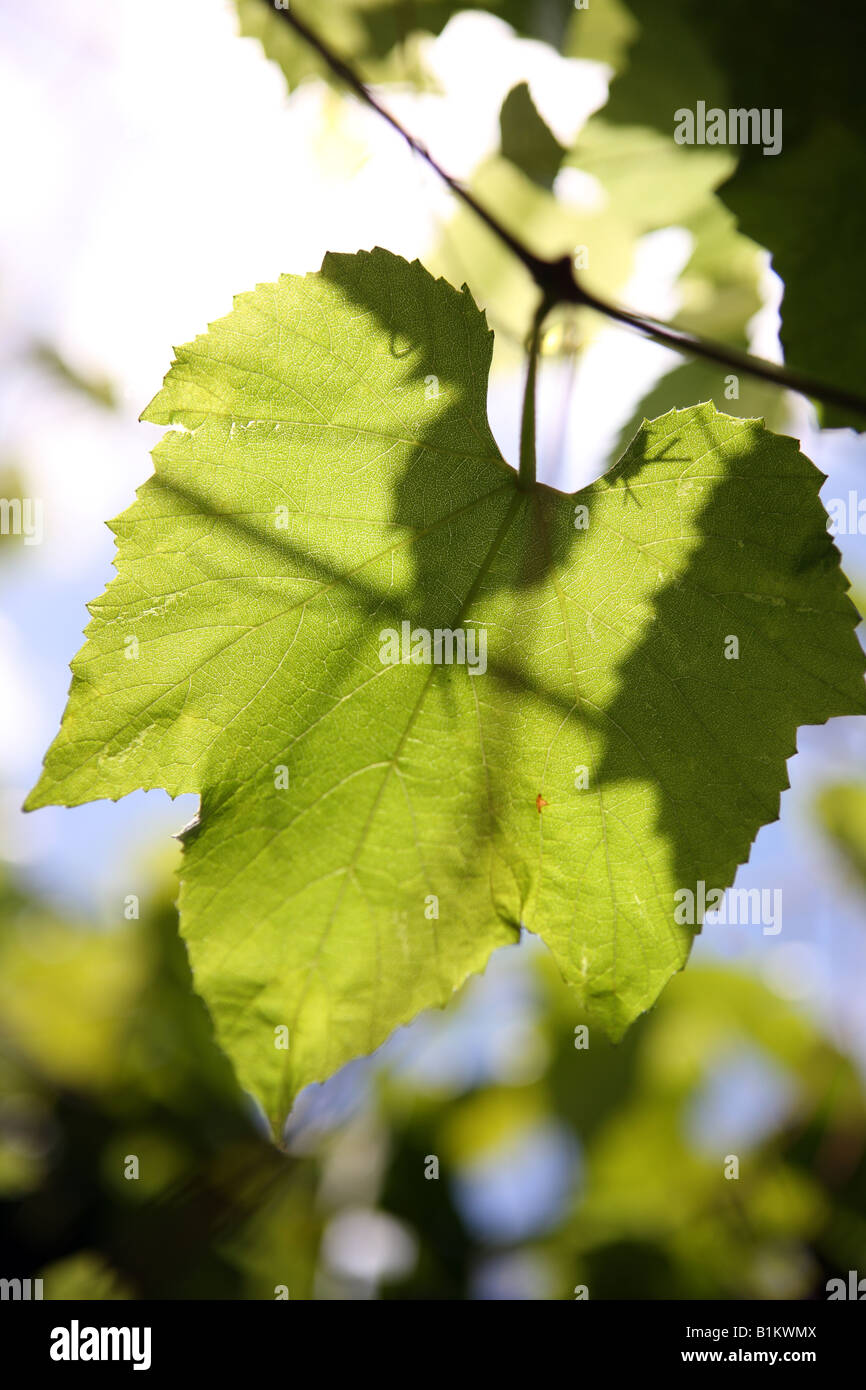 Baum Blätter im Wind weht. Stockfoto