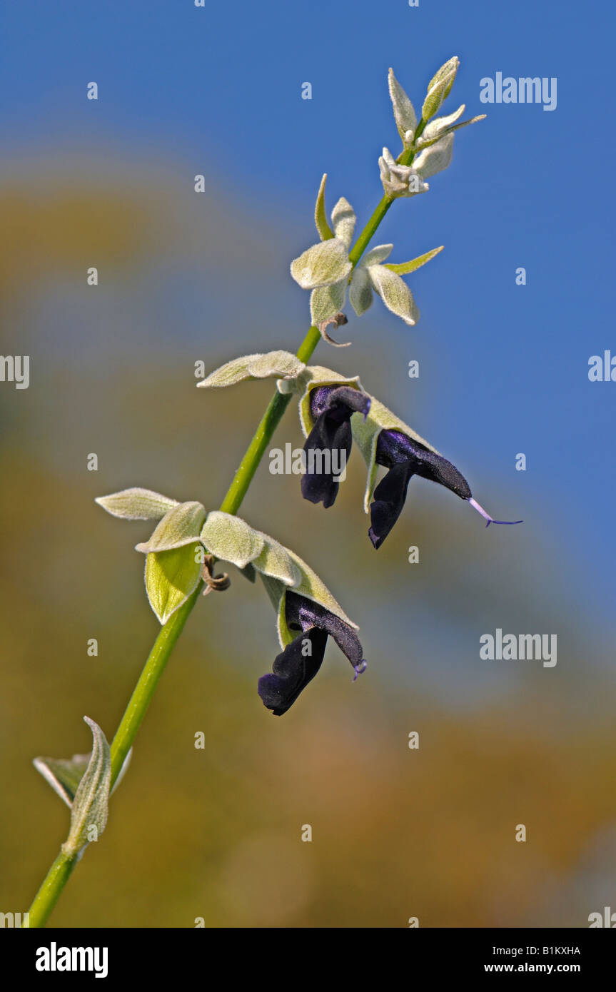 Griechischer Salbei, türkische Salbei (Salvia Fruticosa), Zweig mit Blüten Stockfoto