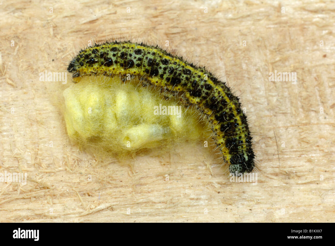 Große weiße Pieris Brassicae Körper der Raupe mit Puppen von parasitoiden Wespen (Cotesia Glomerata) Stockfoto