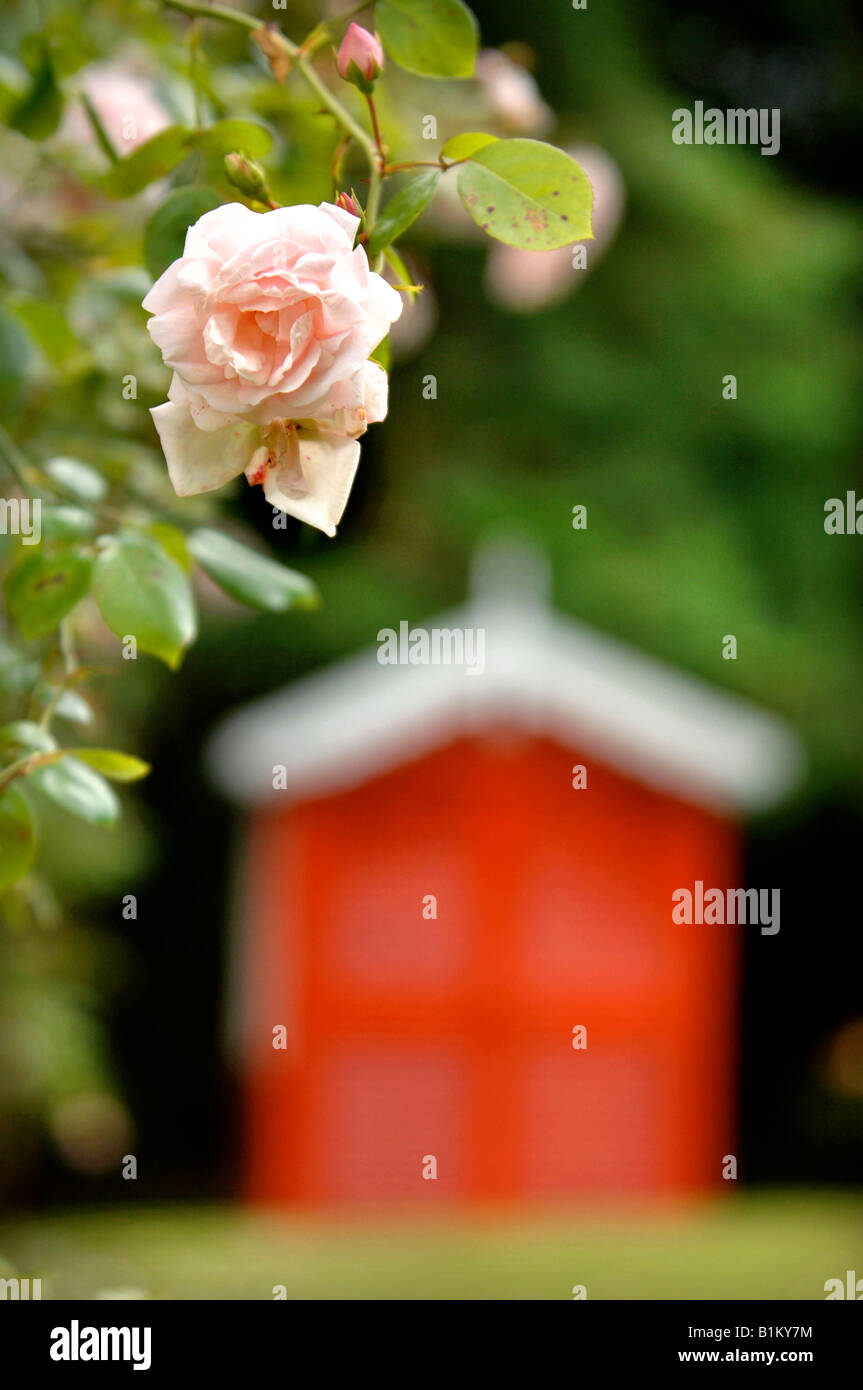 EINE ROSA ROSE IN VOLLER BLÜTE MIT EINEM CROQUET KLETTERN SCHUPPEN IM HINTERGRUND EINEN ENGLISCHEN COUNTRY-GARTEN Stockfoto