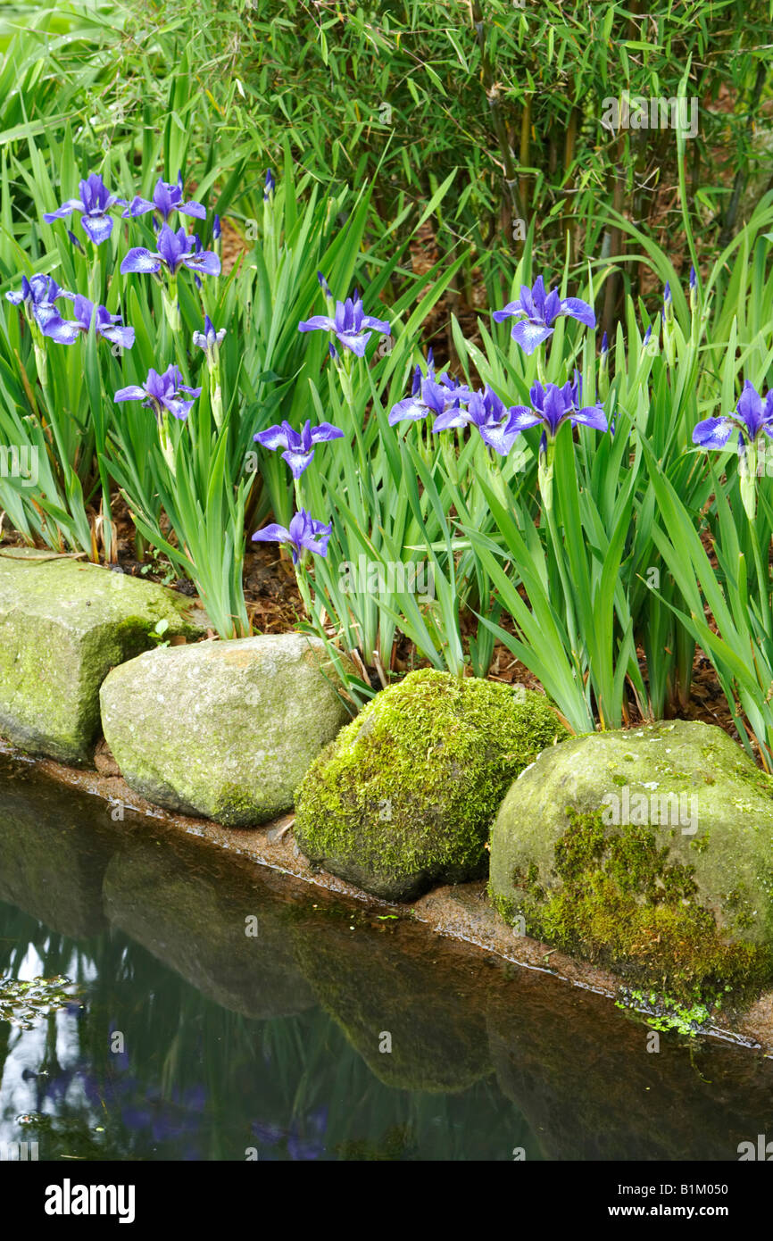 Japanische Wasser Iris neben Gartenteich Stockfoto