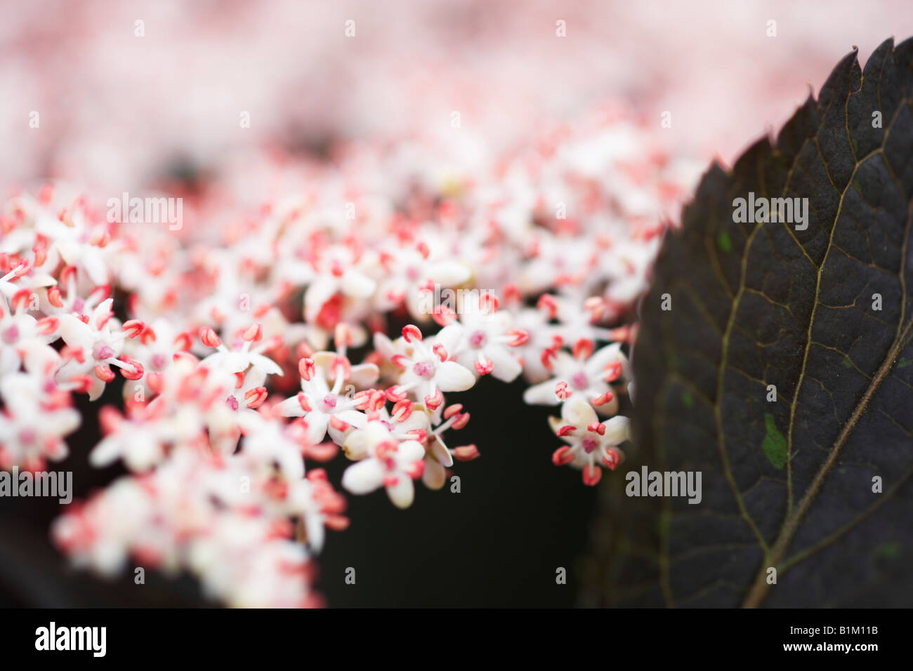 Schwarzer Holunder Strauch, Sambucus Niger Blüte im Sommer Stockfoto