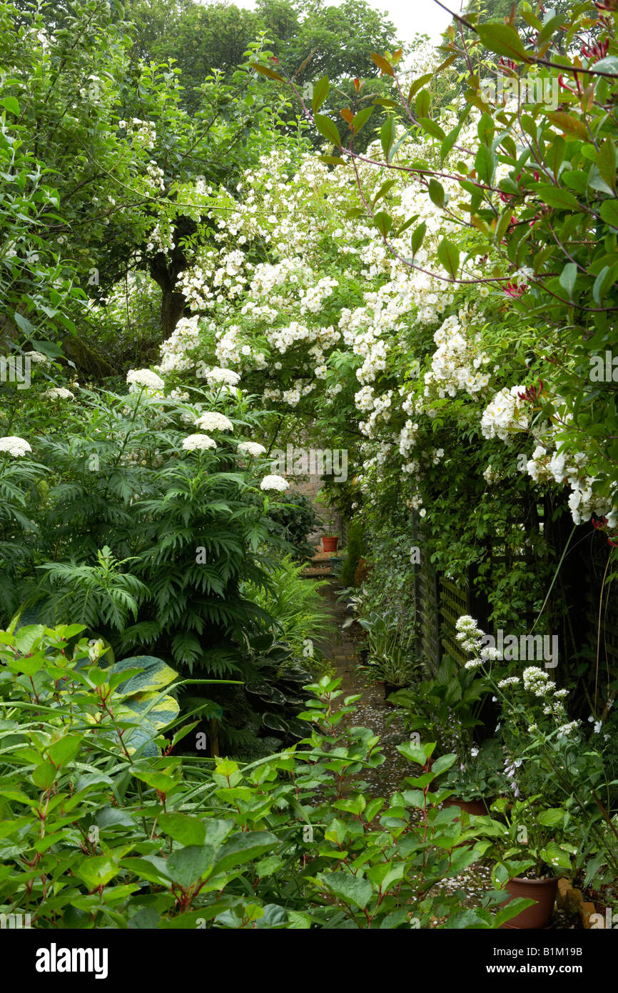 Achillea Grandifolia in einen Bauerngarten mit rose Rambling Rector Stockfoto