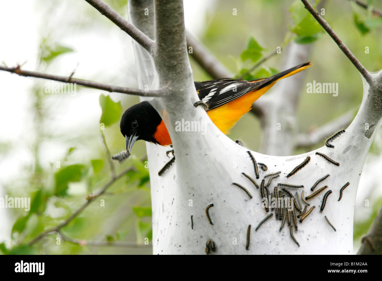 Baltimore Oriole Zelt Raupen fressen Stockfoto