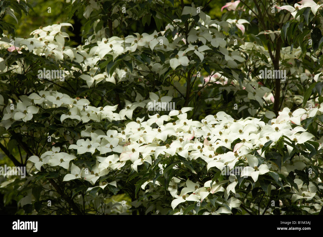 Die Blüten der Cornus Nuttallii, Berg-Hartriegel Stockfoto