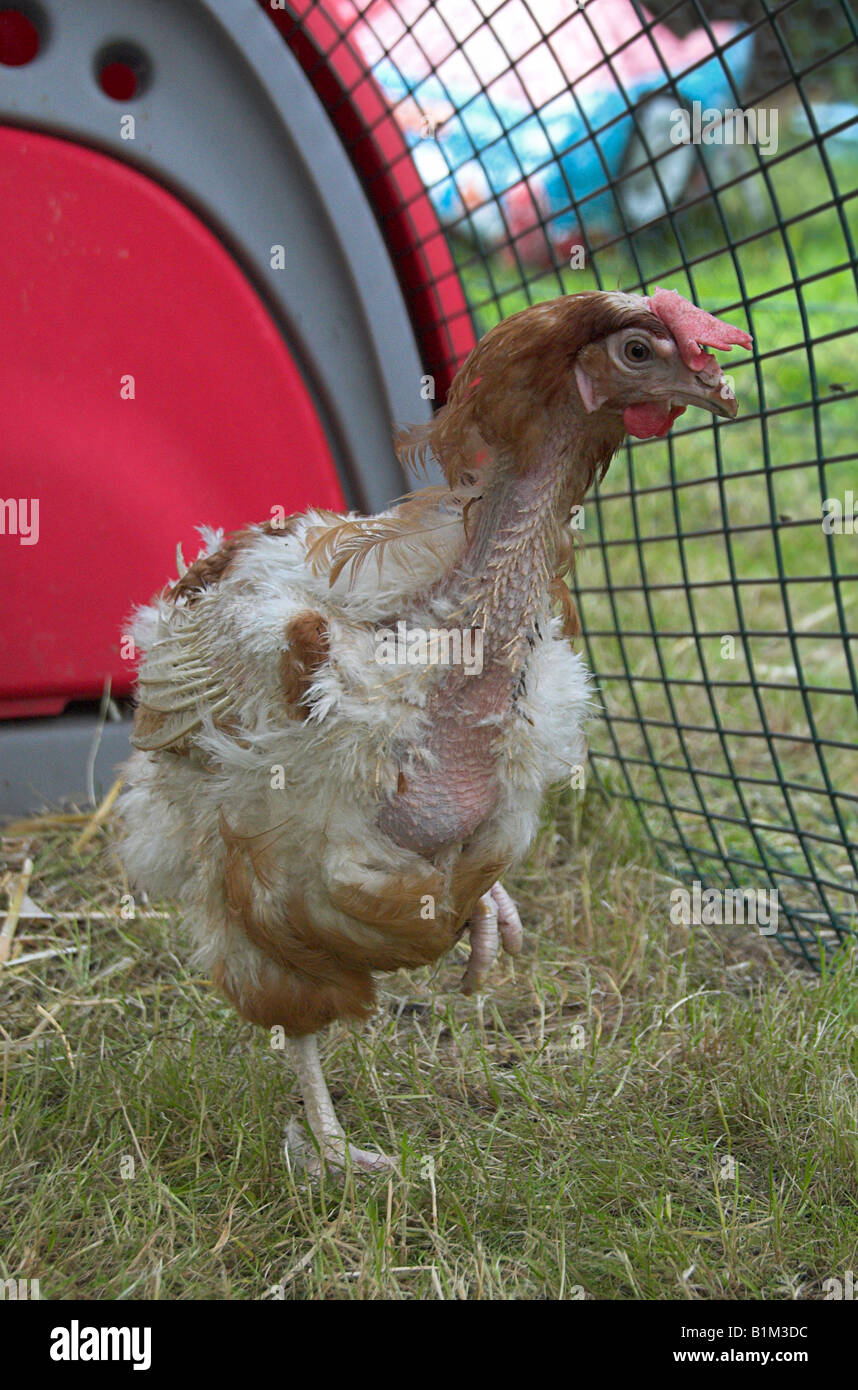 Gerettete Legebatterien Stockfoto