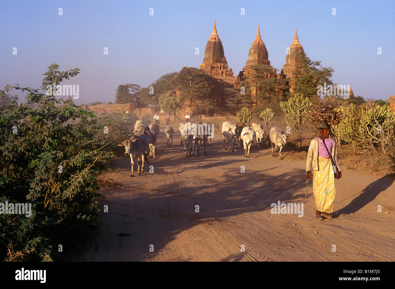 Bagan mit Kühen Stockfoto