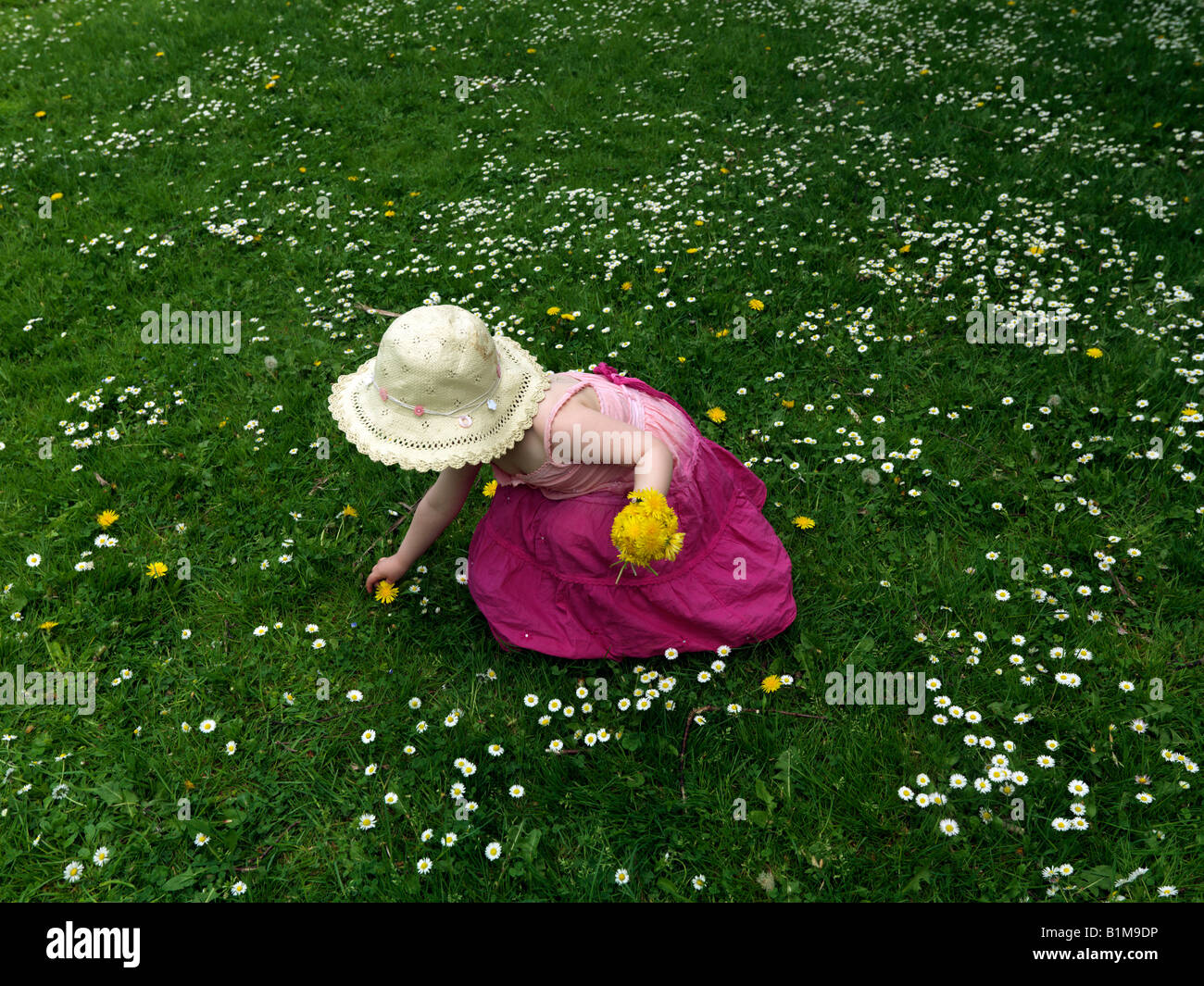 Mädchen pflücken Gänseblümchen und Löwenzahn im Mai Stockfoto