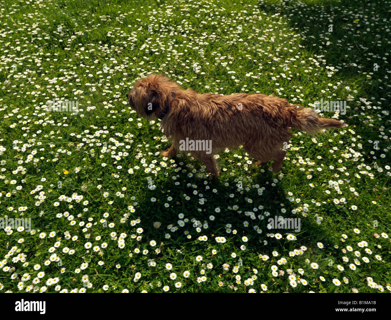 Border Terrier in Daisy Field Stockfoto