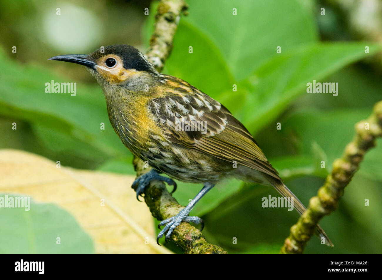 Macleay Honigfresser (Xanthotis Macleayana) wilde Atherton Tablelands, Norden von Queensland, Australien Stockfoto