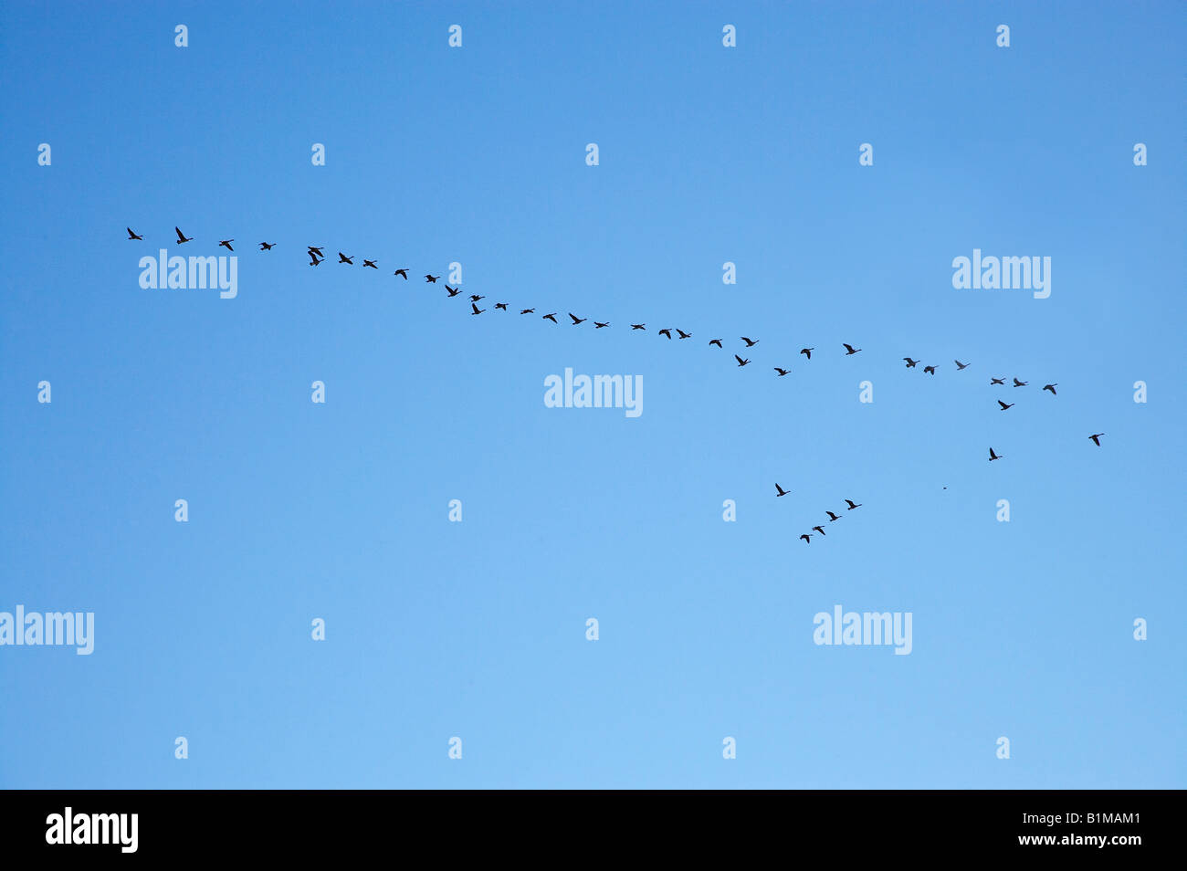 Herde von Kanadagänse fliegen in V Formation Taieri Scroll Plain Maniototo Central Otago Neuseeland Südinsel Stockfoto