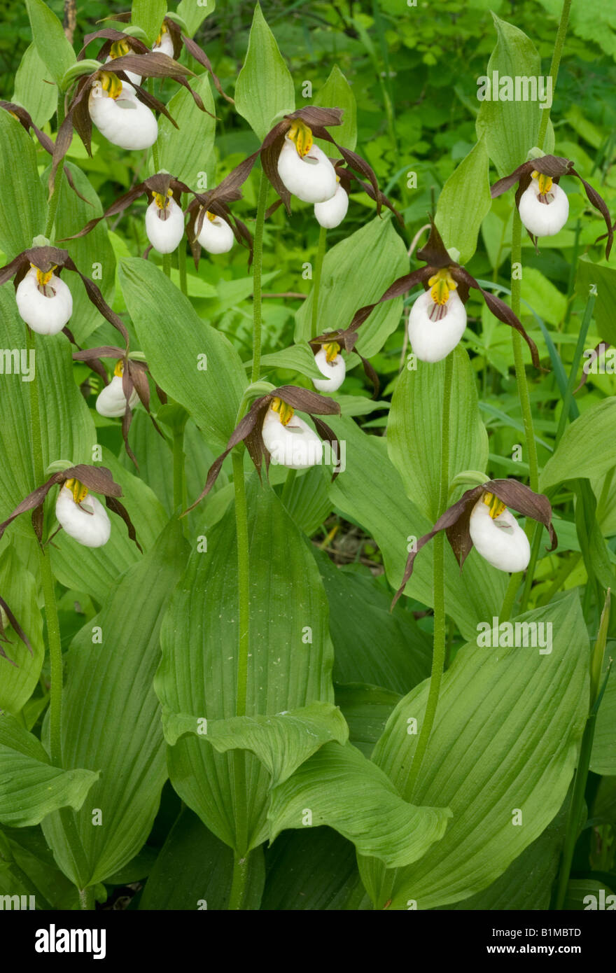 Mountain Lady Slipper Orchidee (Cypripedium Montanum) WILD, Eastern Cascade Mountains, Washington, Juni Stockfoto