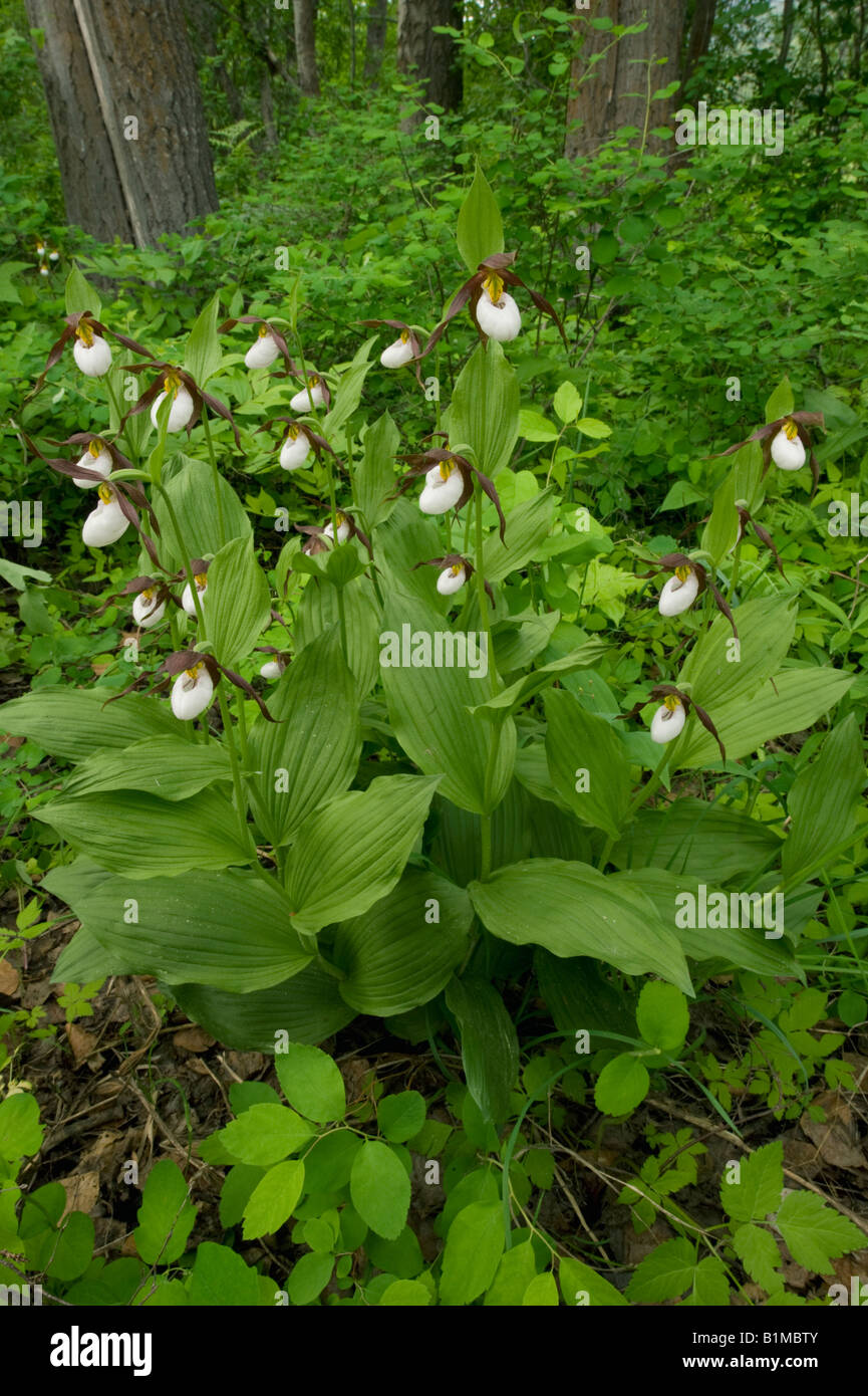 Mountain Lady Slipper Orchidee (Cypripedium Montanum) WILD, Eastern Cascade Mountains, Washington, Juni Stockfoto
