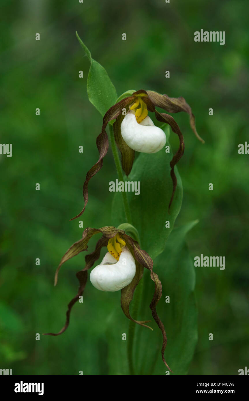 Mountain Lady Slipper Orchidee (Cypripedium Montanum) WILD, Eastern Cascade Mountains, Washington, Juni Stockfoto