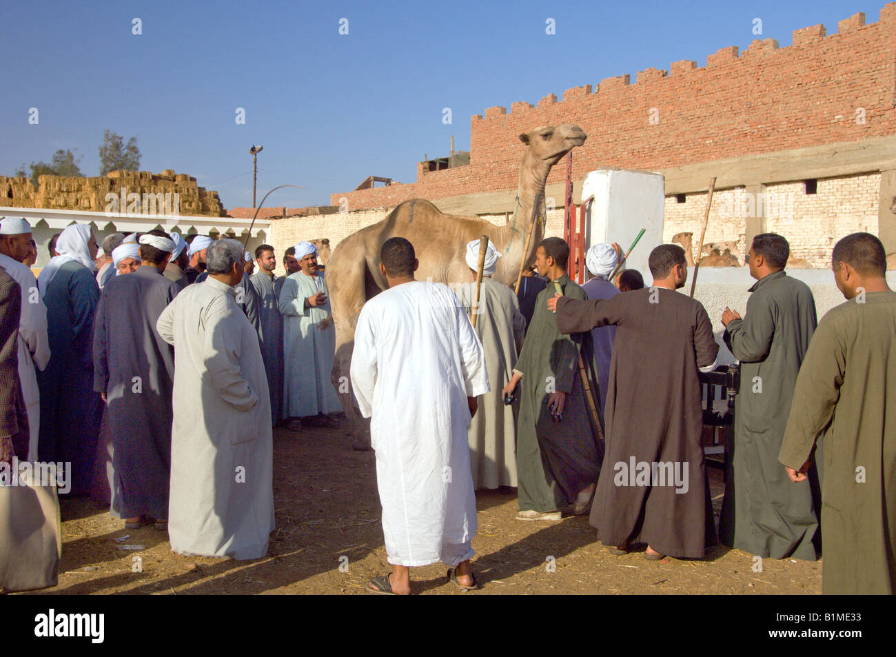 Kamele werden versteigert auf dem Biqash Kamel-Markt in der Nähe von Kairo Stockfoto