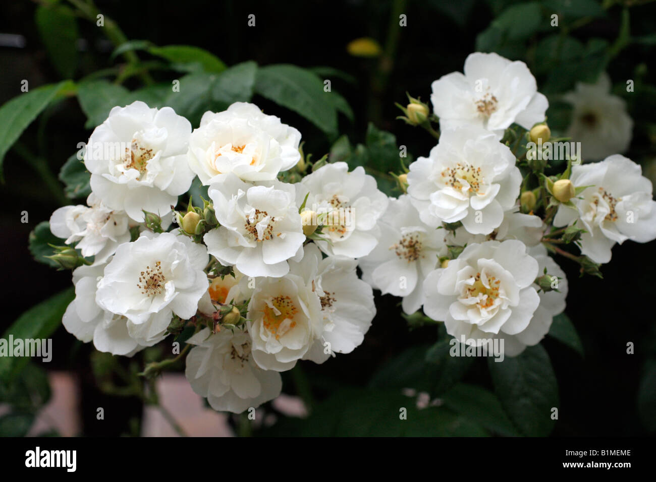 ROSA RAMBLING RECTOR RAMBLER ROSE Stockfoto