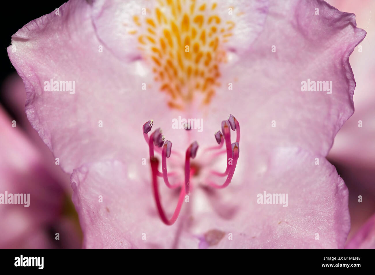 Blüte der rose bay Stockfoto