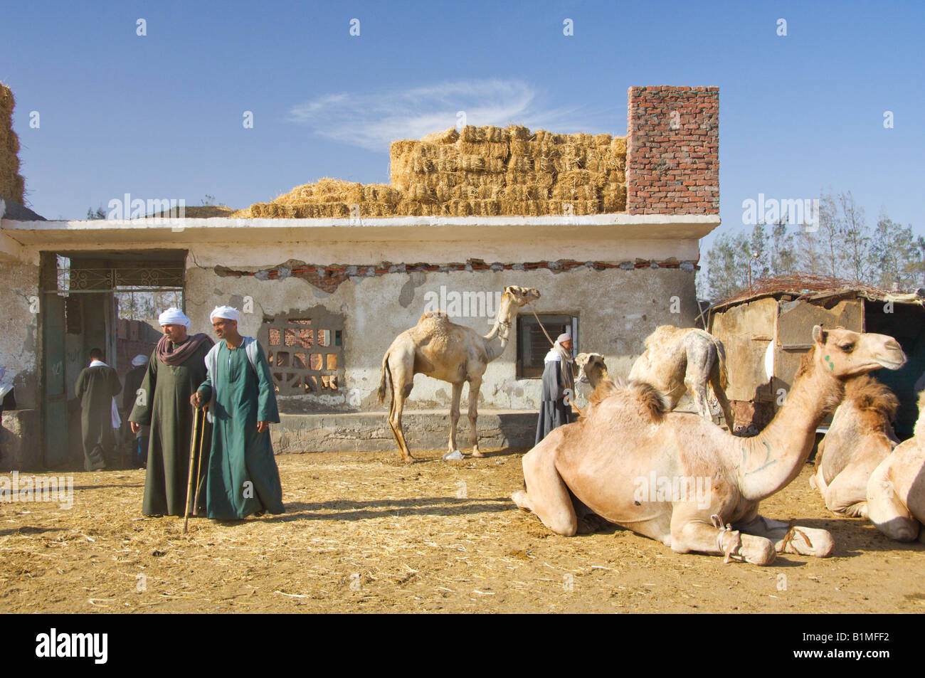 Kamele warten auf Auktion auf dem Birqash Kamel-Markt in der Nähe von Kairo Stockfoto