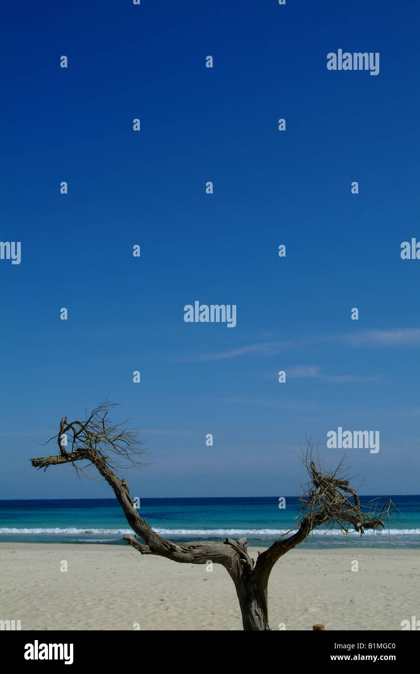 Blick auf das Meer, Strand, Sand, Baum, Zweig, Meer, Wellen, blau, Himmel, blauer Himmel, Wolken, dunkelblau, Mallorca Spanien, heiß, sonnig, tropische Stockfoto