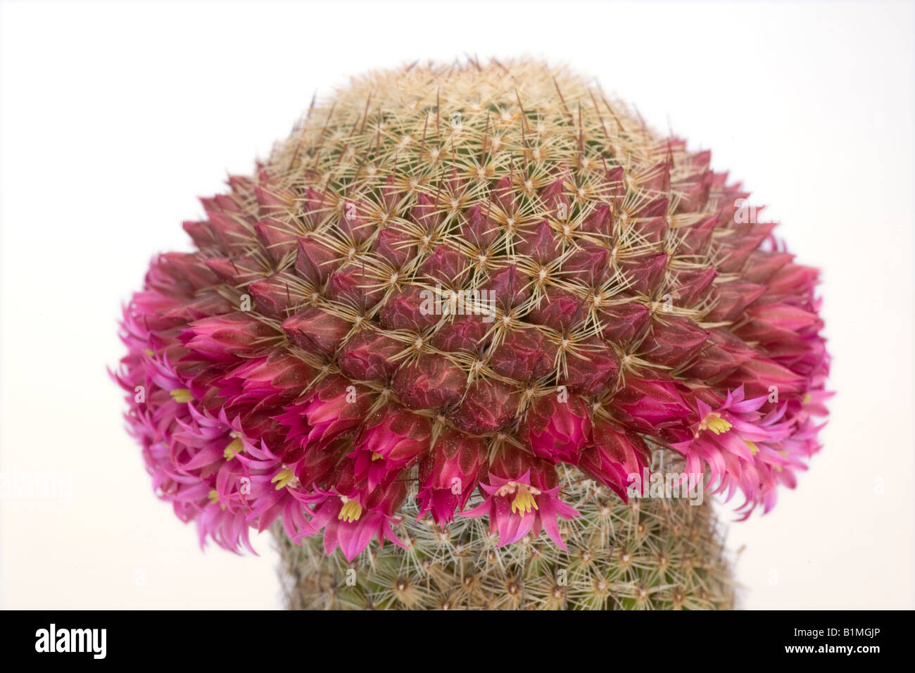 Ein blühender Kaktus (Mammillaria Matudae). Kaktus (Mammillaria Matudae) En Fleurs. Stockfoto